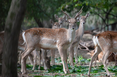 Supporting the Iranian Fallow Deer